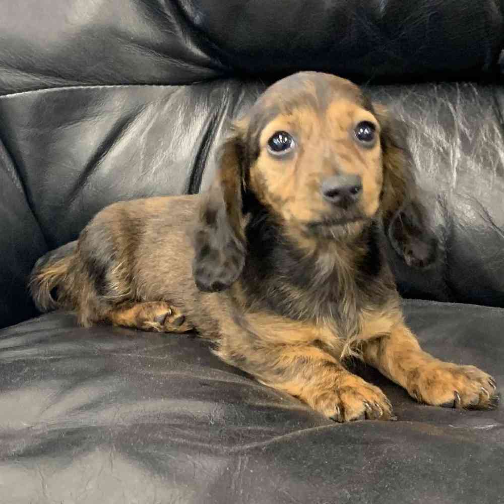 Dachshund Breeders  KC Registered Dachshund: Perfect Pooches