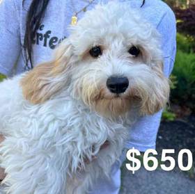 Cavachon