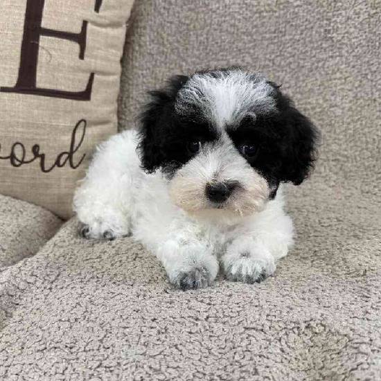 Mini Poodle