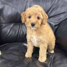 Mini Goldendoodle