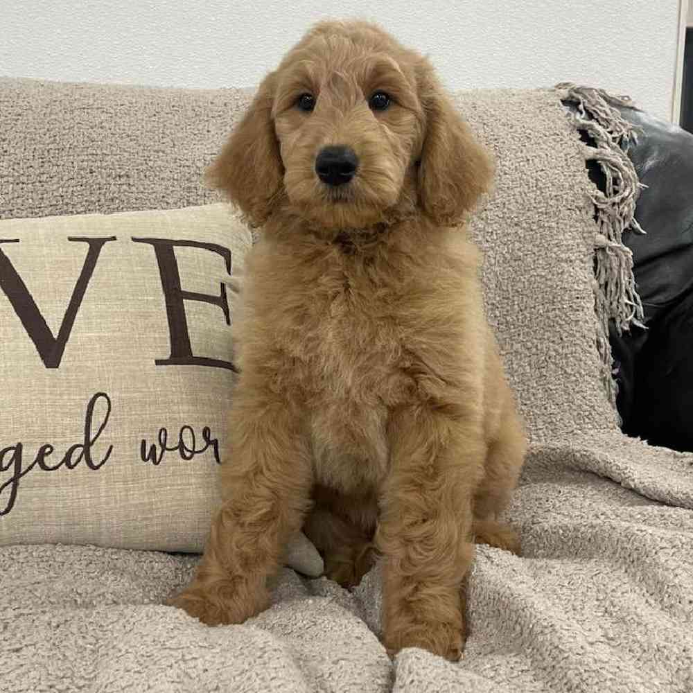 Image of a pet breed in the gallery