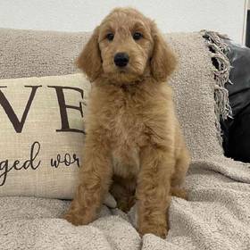 Goldendoodle
