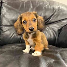 Dachshund