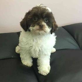 Shih-Poo