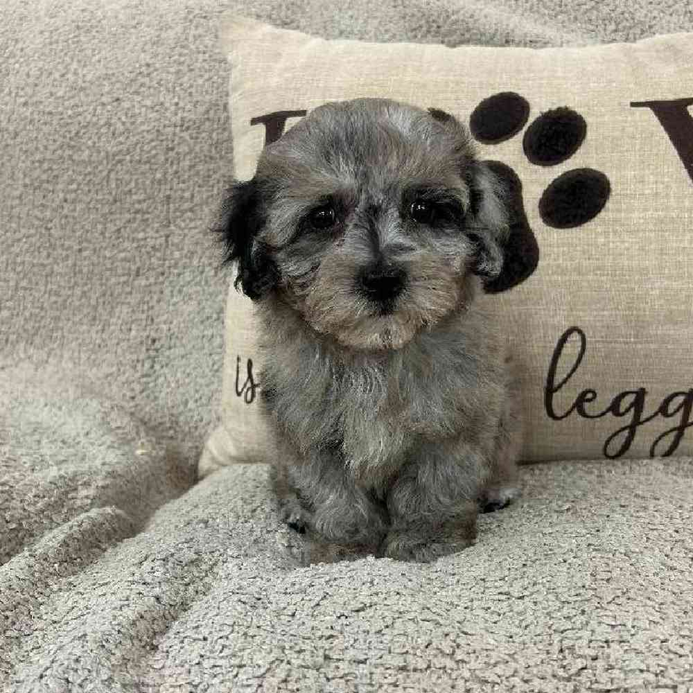 Image of a pet breed in the gallery