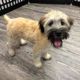 Soft Coated Wheaten Terrier