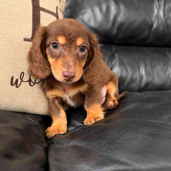 Dachshund