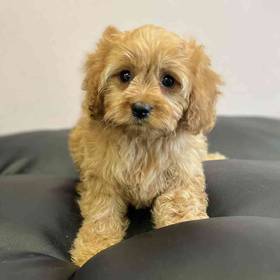 Cavapoo