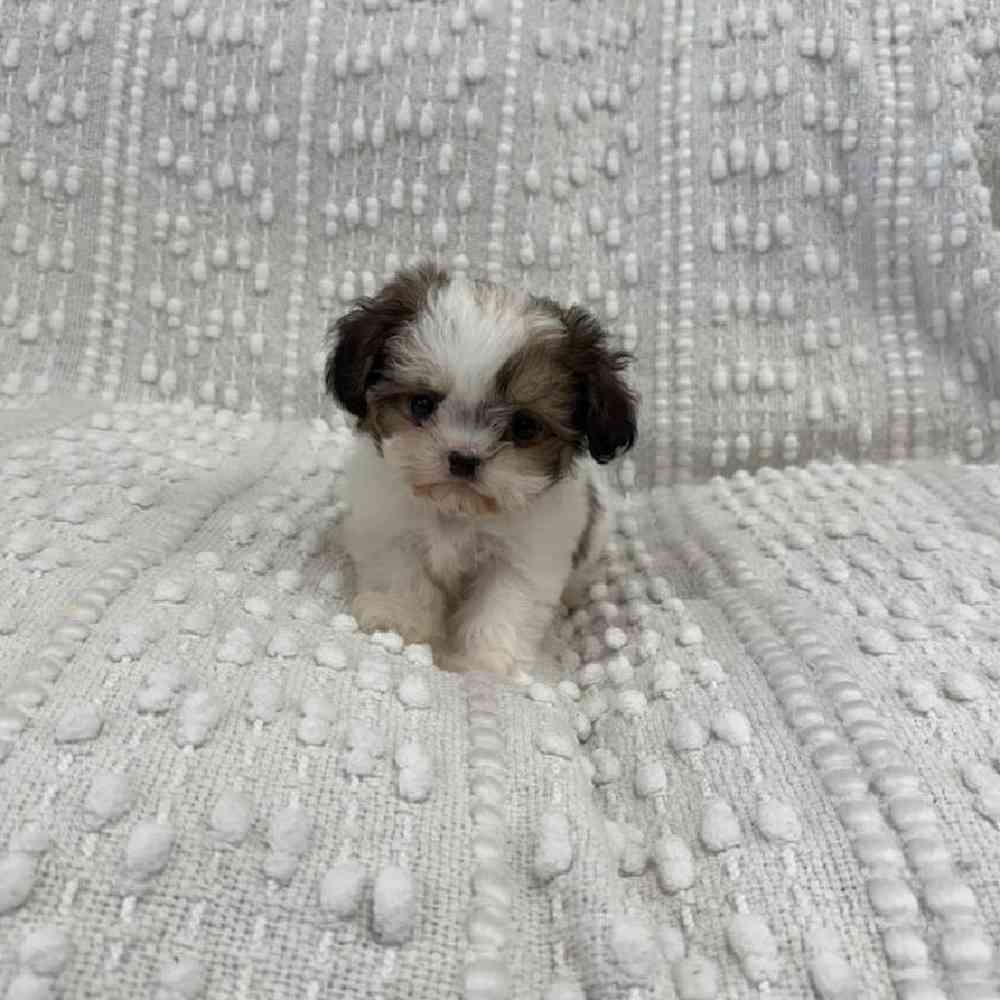 carousel pet images