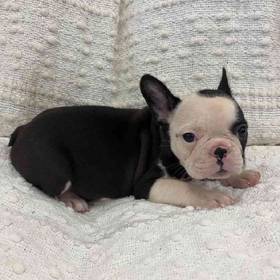 Frenchton