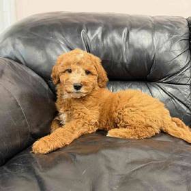 Mini Goldendoodle