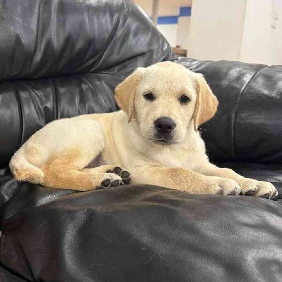Golden Retriever Mix