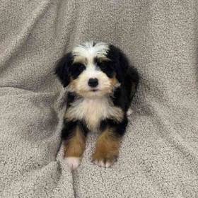 Mini  Bernedoodle