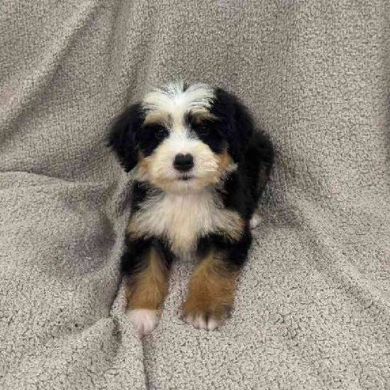 Mini  Bernedoodle