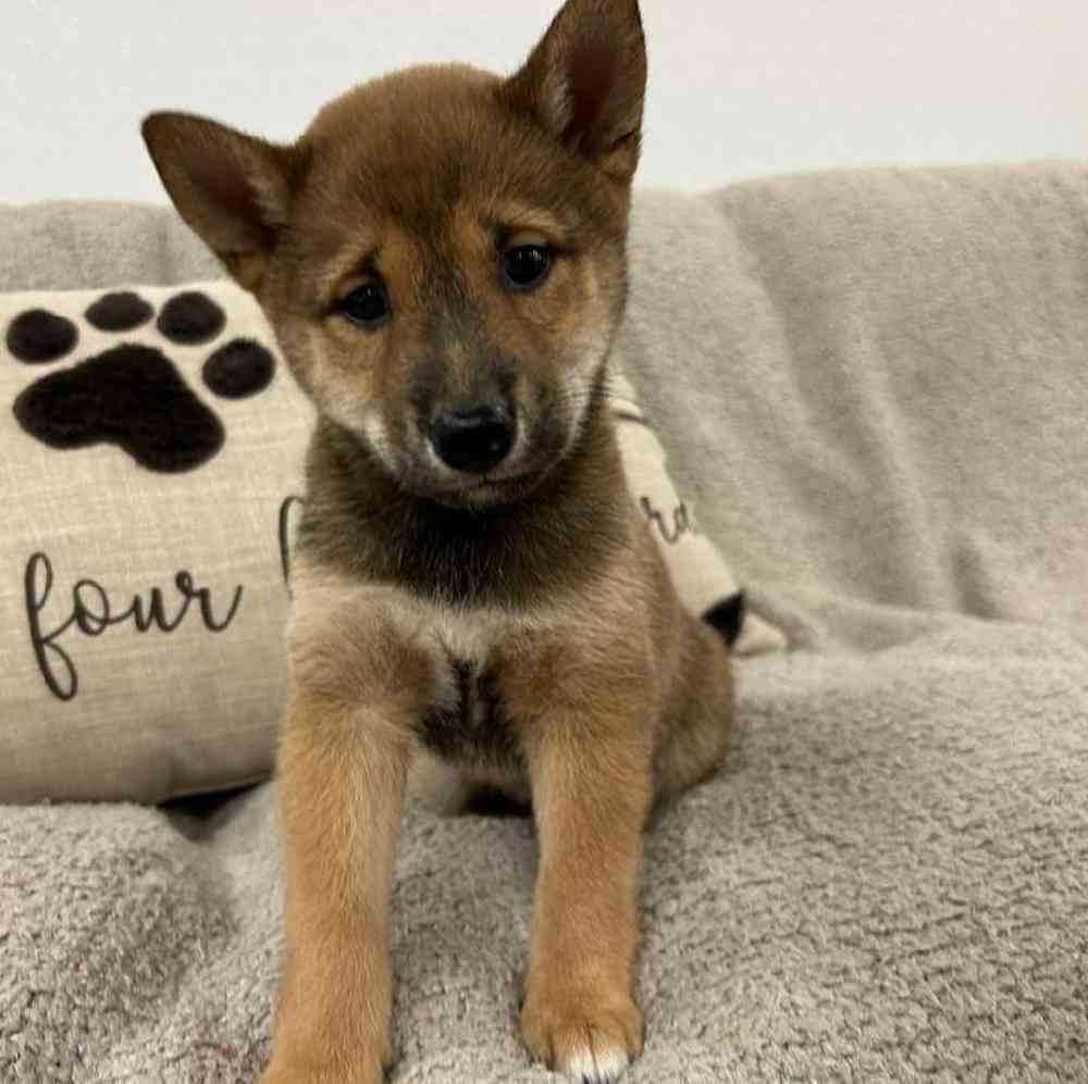 Image of a pet breed in the gallery