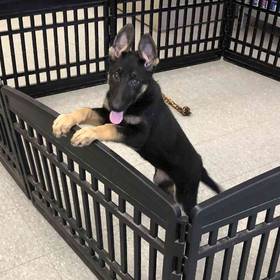 German Shepherd