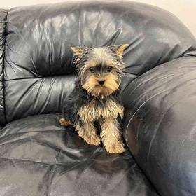 Yorkie