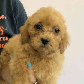 Mini Goldendoodle