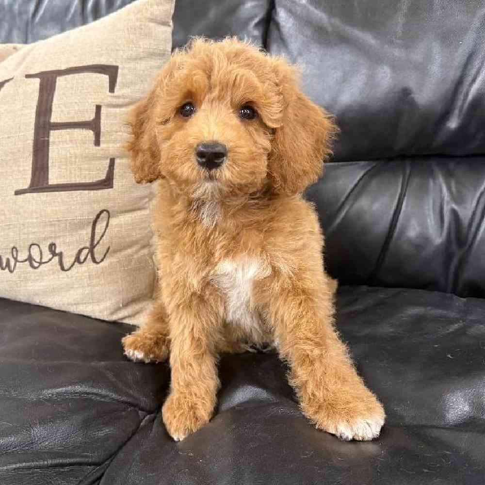 carousel pet images