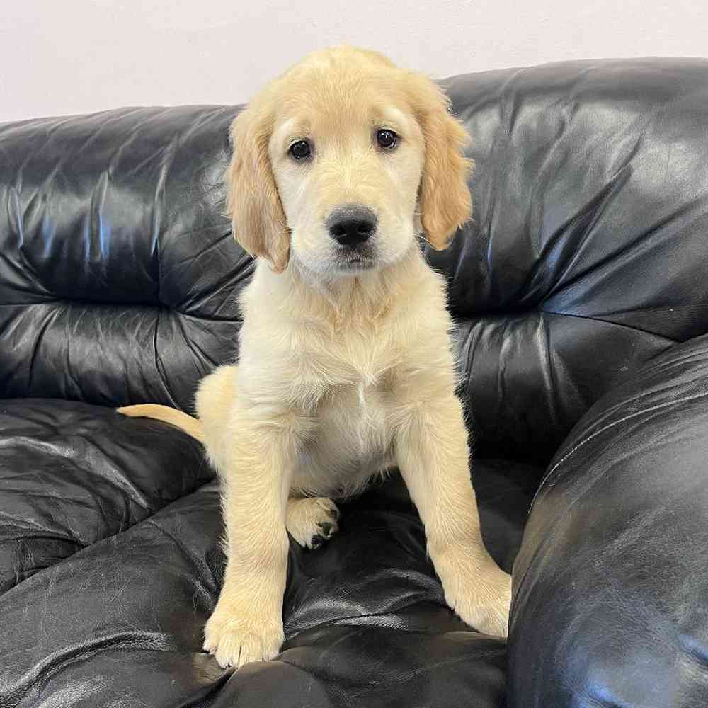 Male Golden Retriever Puppy for Sale in Scituate, RI