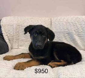 German Shepherd