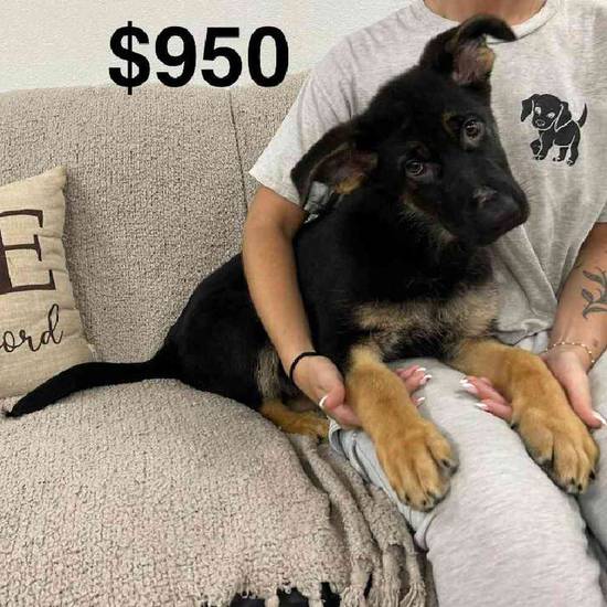German Shepherd