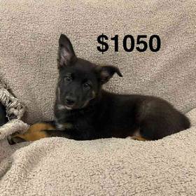 Elkhound Mix