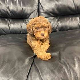 St. Berdoodle