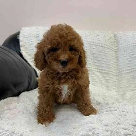 Cavapoo