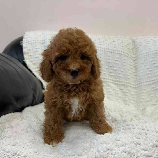 Cavapoo
