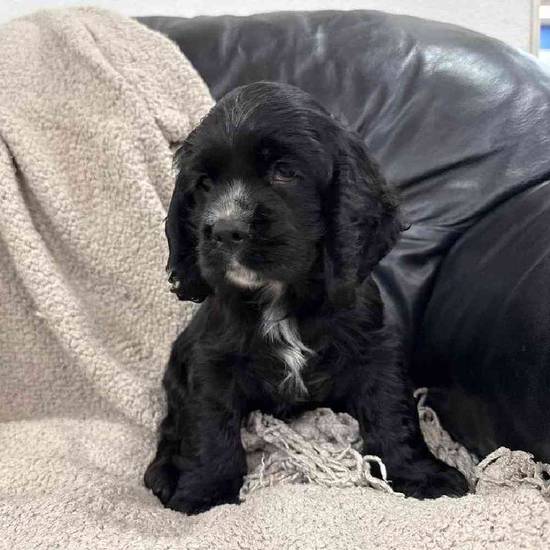 Cocker Spaniel