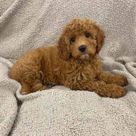 Cavachon