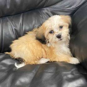 Shih-chon (Teddy Bear)