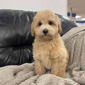 Bichon-Poo