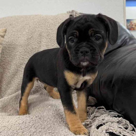 Bulldog Mix