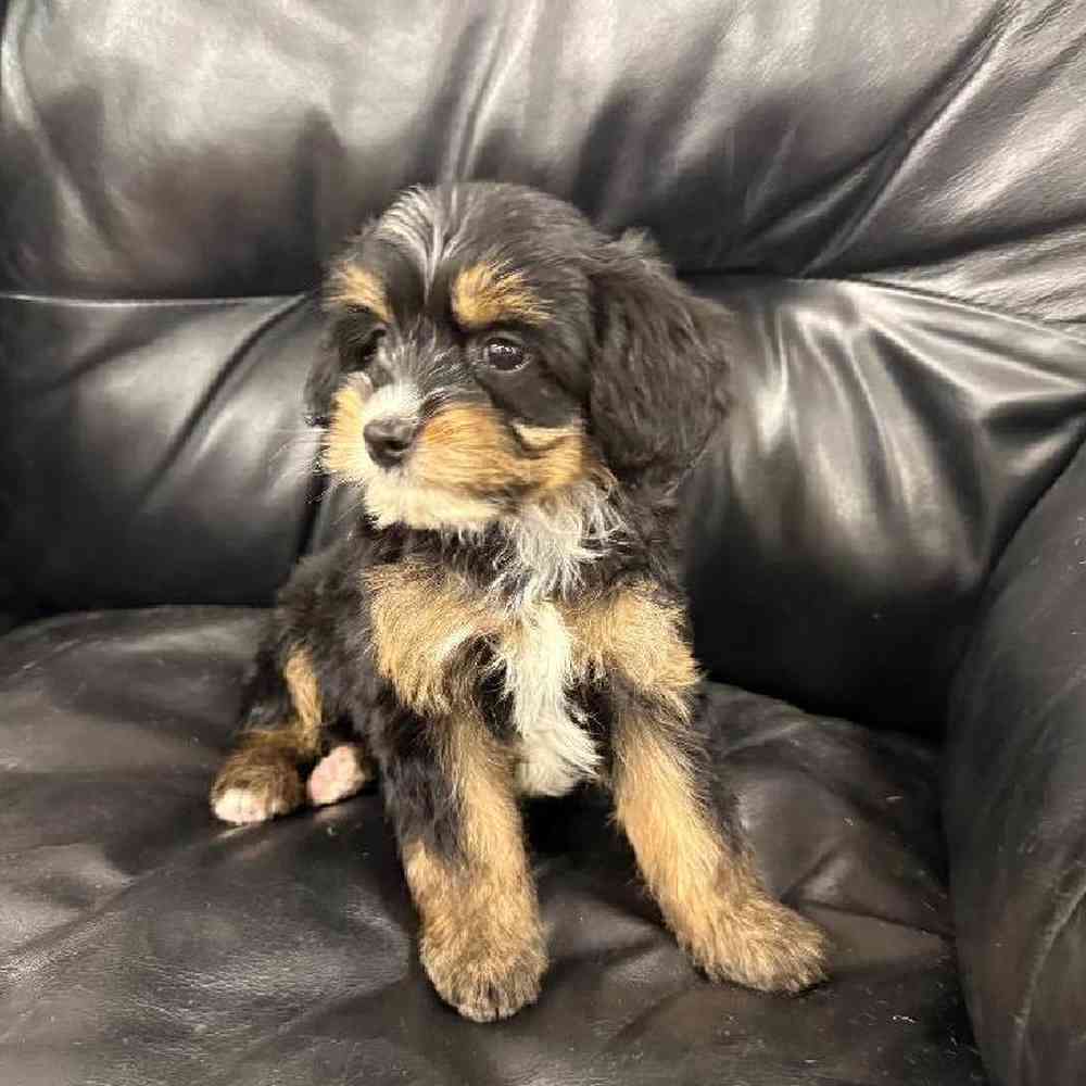 carousel pet images