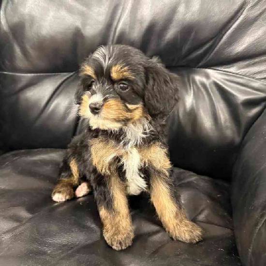 Cavapoo Mix