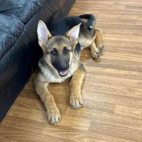 German Shepherd