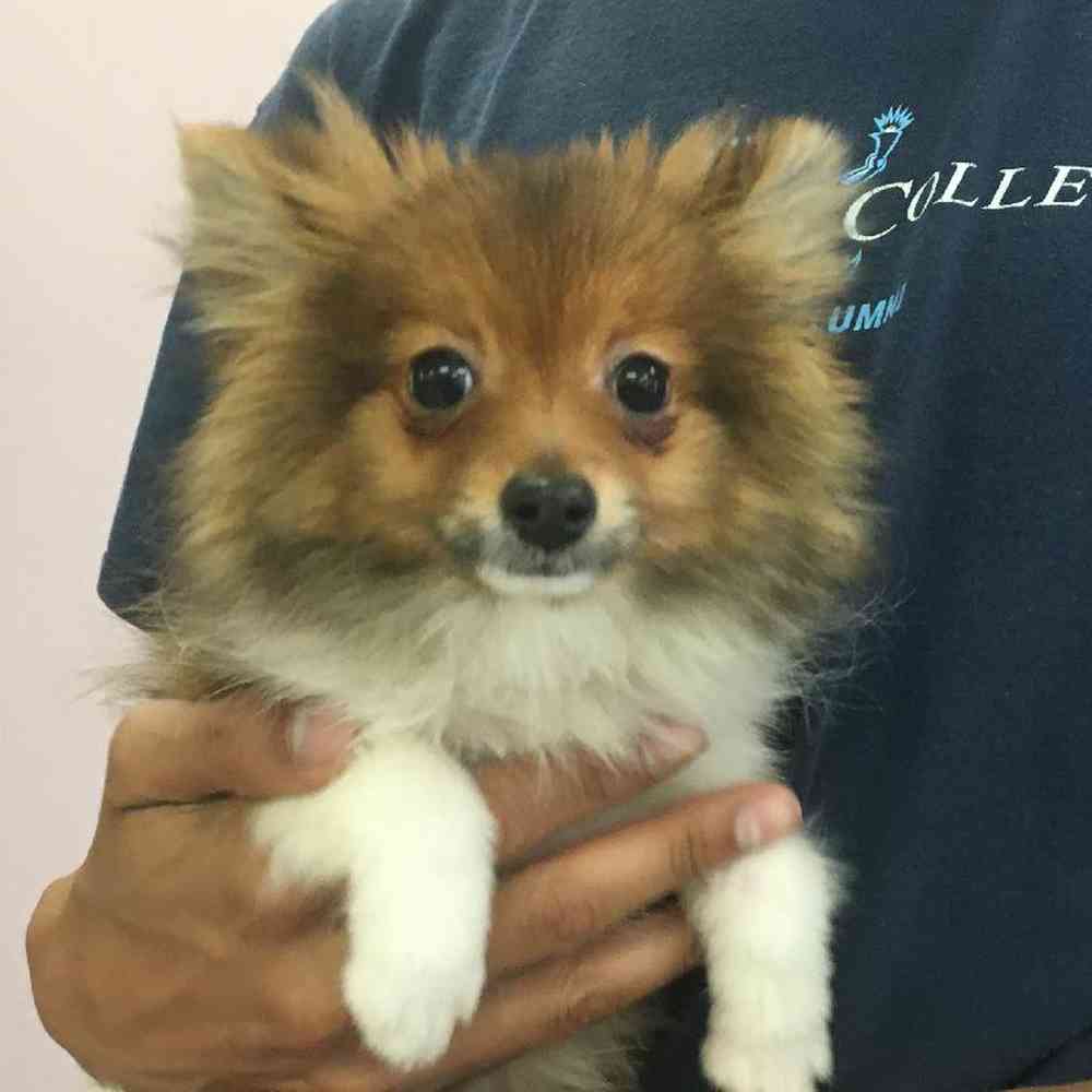 Sheltie pomeranian best sale puppies for sale
