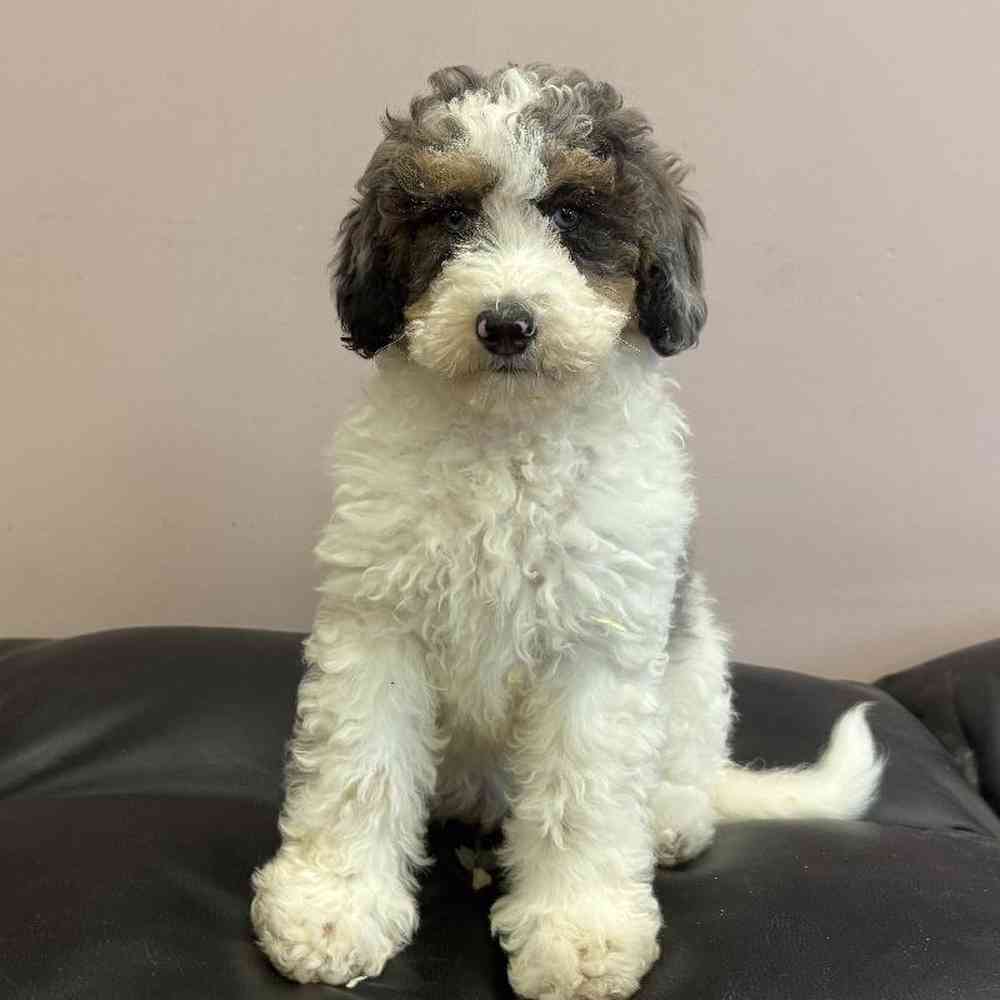 Image of a pet breed in the gallery