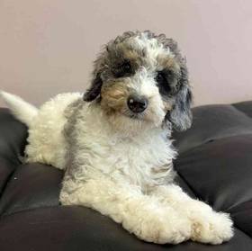 Mini Bernedoodle