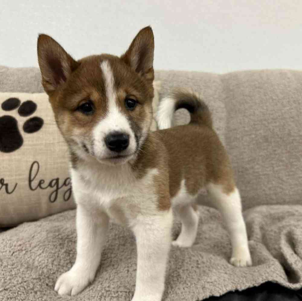 Image of a pet breed in the gallery