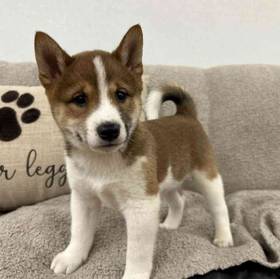 Shiba Inu