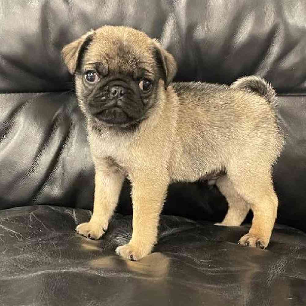 Male Pug Puppy for Sale in Scituate, RI