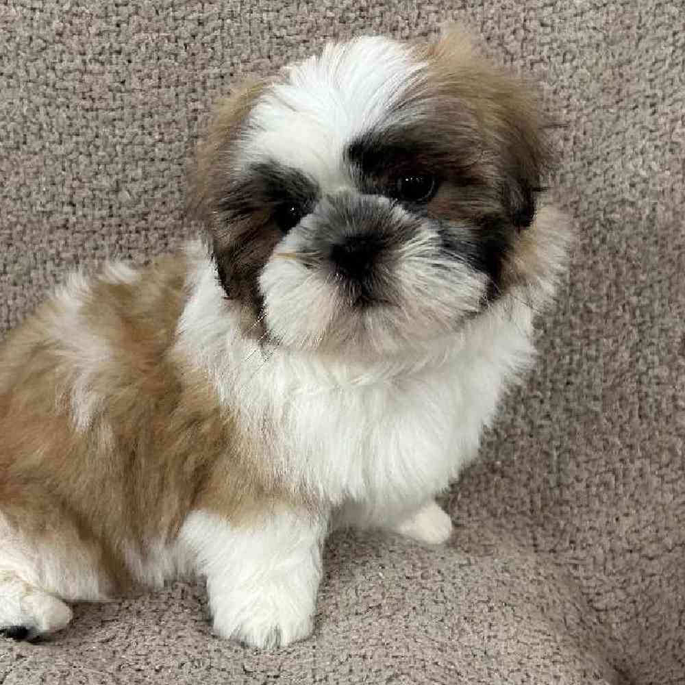 Shih Tzu Puppy for sale - The Perfect Puppy West Warwick