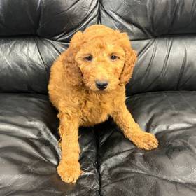Mini Goldendoodle