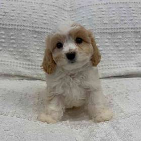 Cavachon