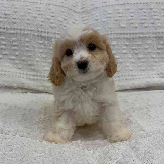 Cavachon