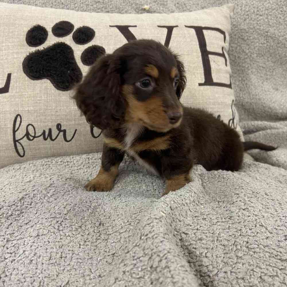Image of a pet breed in the gallery