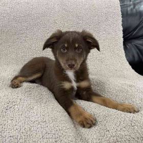 Mini Aussie